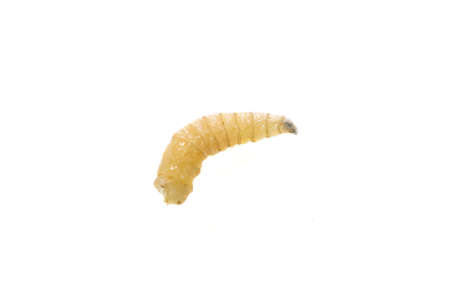 fly larvae on a white isolated backgroundの写真素材