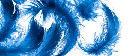 blue duck feathers on a white isolated background