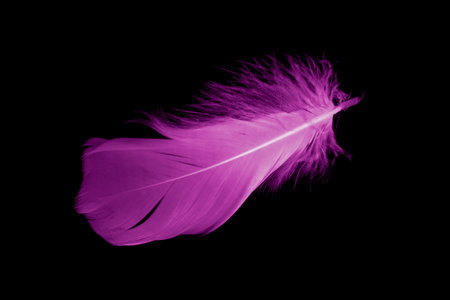 violet feather goose on a black isolated backgroundの写真素材