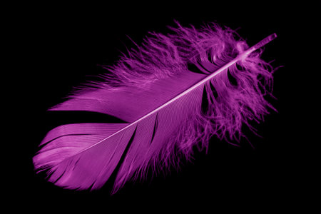 violet feather goose on a black isolated backgroundの写真素材