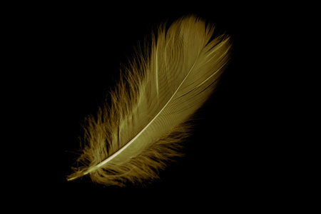 gold feather goose on a black isolated backgroundの写真素材