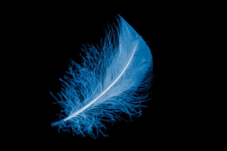 blue goose feather on black backgroundの写真素材