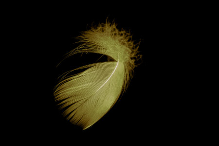 gold feather goose on a black isolated backgroundの写真素材