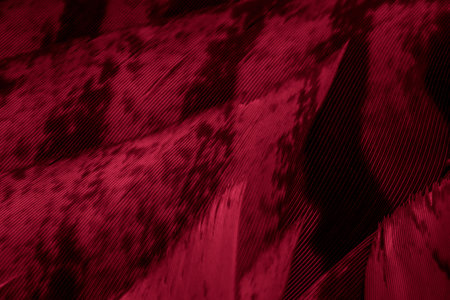 red hawk feathers with visible detail. background or textureの写真素材