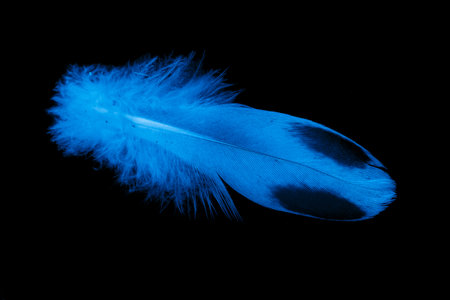 blue pigeon feather on black isolated background