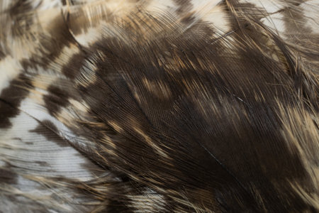 hawk feathers with visible detail. background or texture