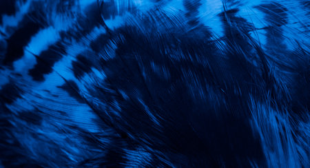 blue hawk feathers with visible detail. background or texture