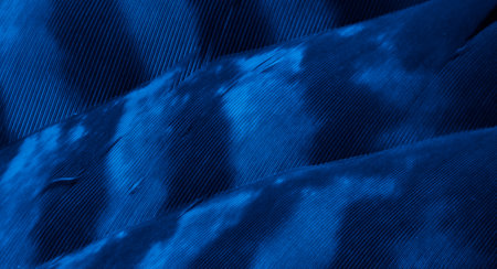 blue hawk feathers with visible detail. background or texture