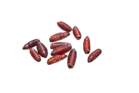 brown pupae of fly larvae on a white isolated backgroundの写真素材