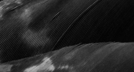 black hawk feathers with visible detail. background or textureの写真素材