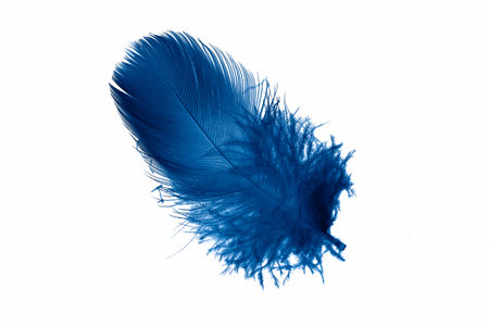 blue goose feather on a white isolated backgroundの写真素材