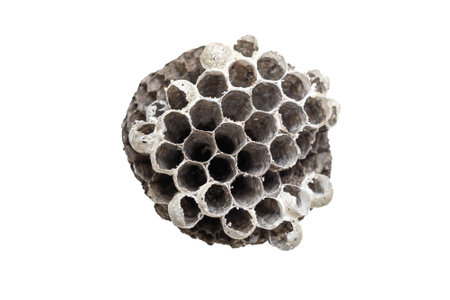 old wasp nest on white isolated backgroundの写真素材
