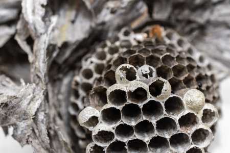 old wasp nest on white isolated background