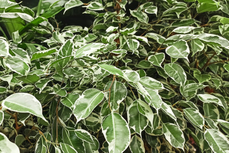 green and white leaves. background or textureの写真素材