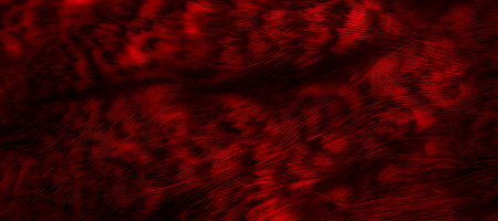 red feathers of the owl with visible details