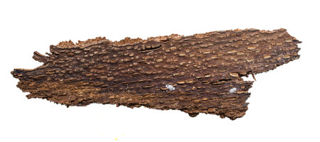 brown beech bark on white isolated background