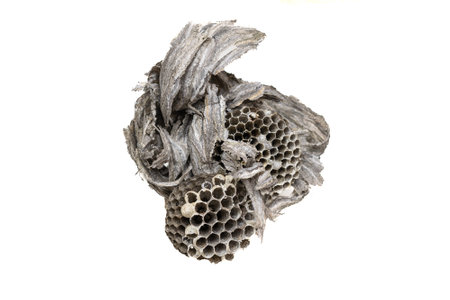old wasp nest on white isolated backgroundの写真素材