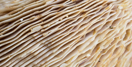 the bottom of the mushroom with gillsの写真素材