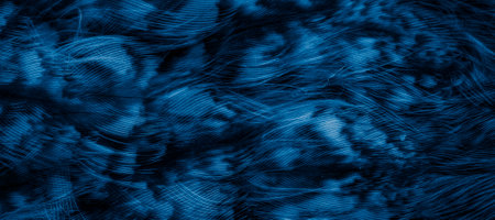 blue feathers of the owl with visible details