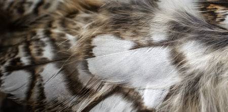 white and white feathers of the owl