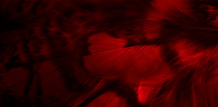 red feathers of the owl with visible detailsの写真素材