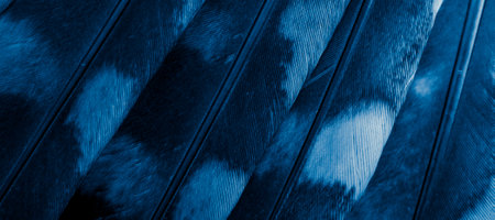blue feathers of the owl with visible detailsの写真素材