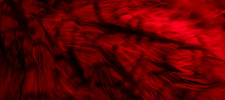 red feathers of the owl with visible detailsの写真素材