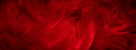 purple feathers with visible details. background or textureの写真素材