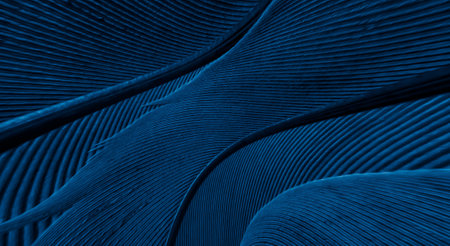 blue feather pigeon macro photo. texture or background