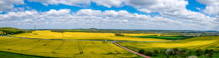 yellow fields of rapeseed against the blue sky with white cloudsの写真素材
