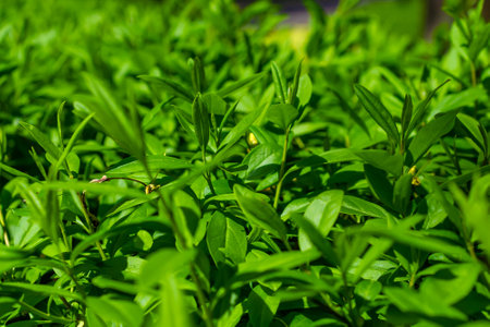 green boxwood twigs with visible details. background or textureの写真素材