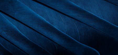 blue feather pigeon macro photo. texture or backgroundの写真素材