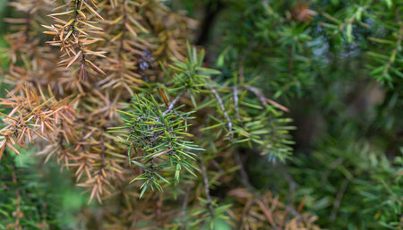 green juniper branches with visible details. background or texture