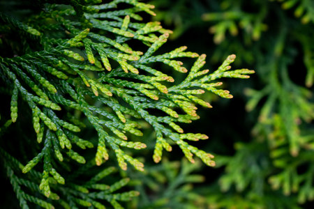 green twigs of thuja emerald with visible textureの写真素材