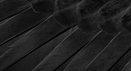 black feather pigeon macro photo. texture or backgroundの写真素材