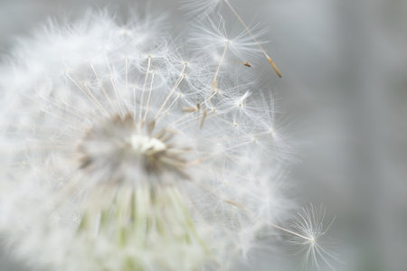 white dandelion seeds with visible texture, macro photo