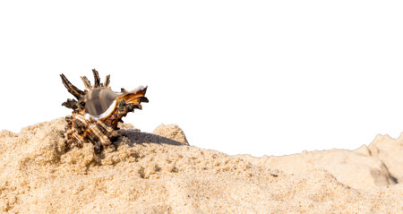 shells of sea snail on sand on a white isolated backgroundの写真素材