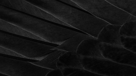 black feather pigeon macro photo. texture or backgroundの写真素材