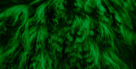green feathers of the owl with visible details