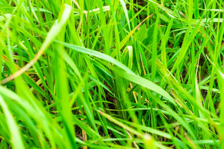 green blades of grass with visible textureの写真素材