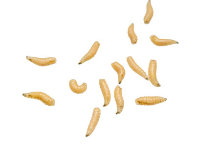 fly larvae on a white isolated background