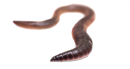 Lumbricus terrestris on a white isolated background