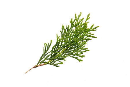 twigs of thuja emerald on a white isolated background
