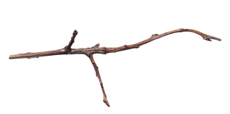 a withered twig on a white isolated backgroundの写真素材