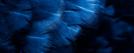 macro photo of blue hen feathers. background or texturaの写真素材