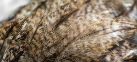 white and white feathers of the owl
