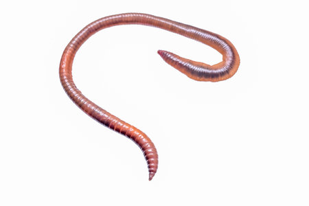 Lumbricus terrestris on a white isolated backgroundの写真素材