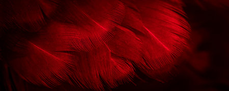 macro photo of red hen feathers. background or textureの写真素材