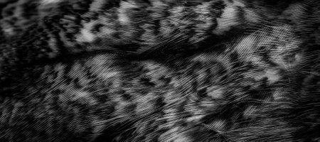 white and black feathers of the owlの写真素材