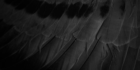 black feather pigeon macro photo. texture or backgroundの写真素材